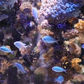Marineland - Aquarium - 050
